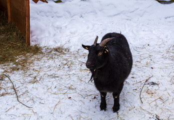 Black goat standing in snowy yard and looking to the right.