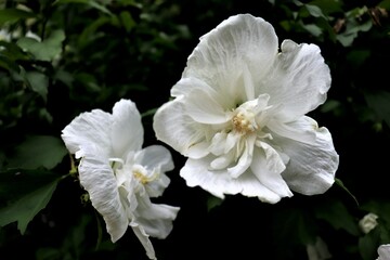 Obraz na płótnie Canvas Calming White Flowers