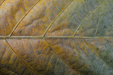 close up of a leaf