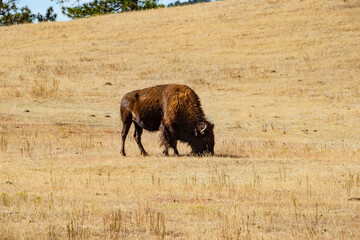 USA, Wyoming, Sundance, Devil's Tower National Monument, bison grazing