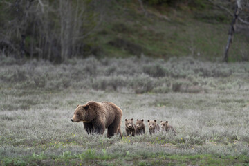 USA, Wyoming, Grand Teton National Park. Female grizzly bear with four cubs. - obrazy, fototapety, plakaty