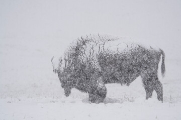 USA, Wyoming, Yellowstone National Park. Bison in heavy spring snowfall. © Danita Delimont