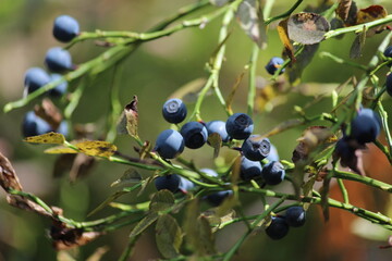 berries on a branch