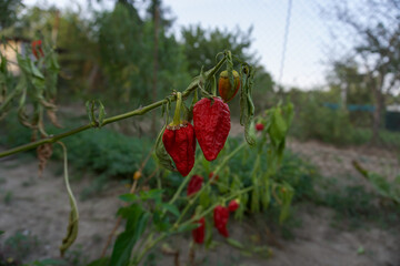 red ripe pepper on a branch. big harvest concept. healthy plant, prosperity, harvest season. filmed at sunset on a warm summer day