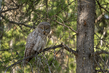 USA, Wyoming, Grand Teton National Park. Great gray owl perched on tree branch.