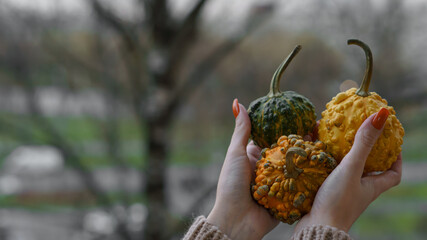 autumn harvest of pumpkins. the girl holds in her palms in front of her small multi-colored pumpkins against the background of autumn trees