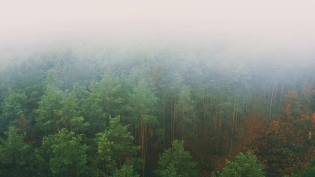 Aerial View 4K Flight Above Amazing Misty Forest Landscape. Scenic View Of Autumn Foggy Morning In Misty Forest Park Woods. Nature Elevated View