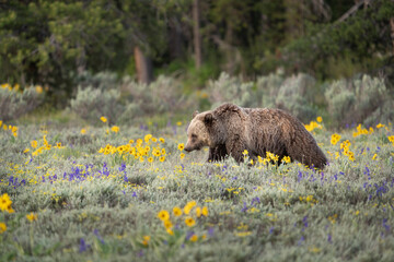 USA, Wyoming, Grand Teton National Park. Grizzly bear walking in meadow.
