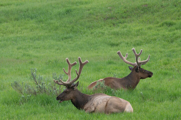 Naklejka na ściany i meble USA, Wyoming, Yellowstone National Park. Pair of elk bulls with velvet on growing antlers.