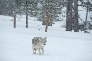 USA, Wyoming, Yellowstone National Park in winter