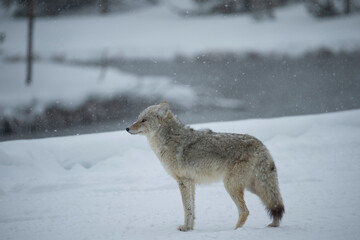 USA, Wyoming, Yellowstone National Park in winter