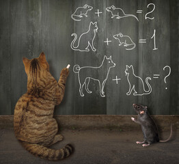 A beige cat solves funny math problems on a wooden fence.
