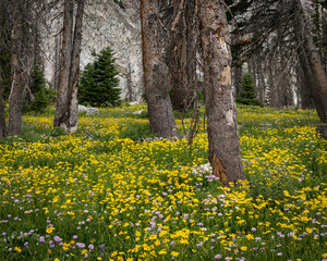 USA, Wyoming, forest floor