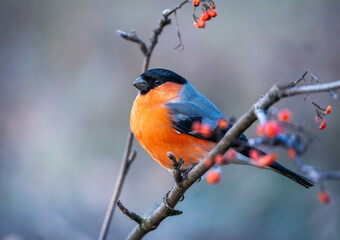 A beautiful bullfinch bird with a red breast sits on a branch of a red mountain ash on a blurry background