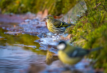 birds siskins and bluebirds sit on the edge of the ice on the edge of the pond and drink water