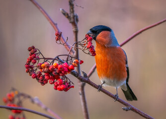 The bullfinch bird sits on a branch of a red mountain ash and eats rowan berries