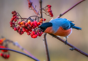 The bullfinch bird sits on a branch of a red mountain ash and plucks rowan berries from it - obrazy, fototapety, plakaty