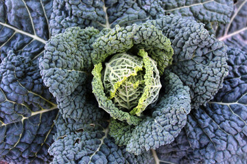 Cabbage plant growing