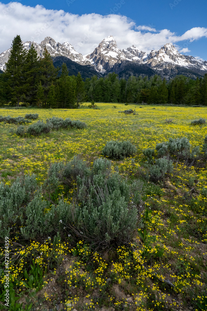 Canvas Prints usa, wyoming. meadow filled with fernleaf biscuitroot (lomatium dissectum) and sage in front of the 