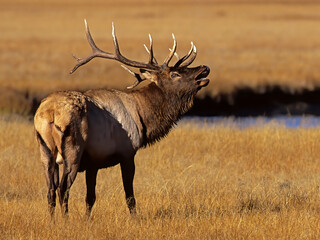 Wyoming, Yellowstone National Park, Roosevelt bull elk, bugling in meadow