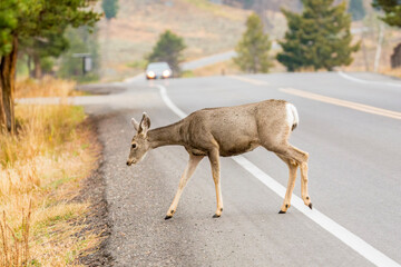 Yellowstone National Park, Wyoming, USA. White-tailed Deer crossing a highway with an oncoming auto.