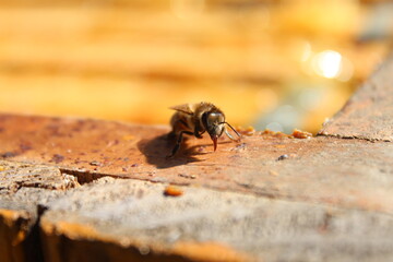 bee