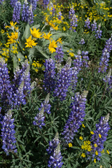 USA, Wyoming. Nineleaf Biscuitroot (Lomatium triternatum), Arrowleaf Balsamroot (Balsamorhiza sagittatal), and Lupine (Lupinus sp.) in Grand Teton National Park.