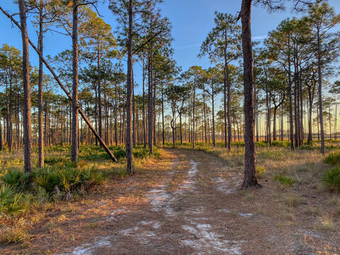 View down a Sandy Trail covered by Pine Straw within a Beautiful Grayton Beach, Florida Forest
