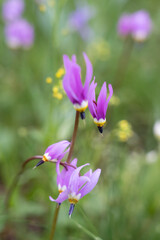 USA, Wyoming. Shooting star (Dodecatheon sp.), in a meadow, Yellowstone National Park.