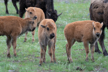 USA, Wyoming. Bison and calves in a spring snow shower, Yellowstone National Park.