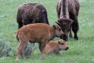 USA, Wyoming. Bison and calves, Yellowstone National Park.