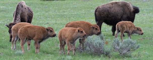 USA, Wyoming. Bison and calves, Yellowstone National Park.