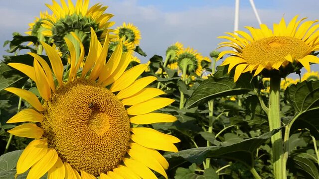 Sunflower flower on a background of blue sky. Sunflower field. Sunflowers on the background of windmills. Wind power plant. Chicken terbina. Sunflower with a flying bee close-up.