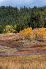 USA, Wyoming. Colorful autumn foliage, Grand Teton National Park.