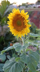 Flor de girassol ao entardecer. A flor que significa felicidade com o beleza e energia positiva do...