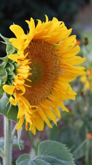 Flor de girassol ao entardecer. A flor que significa felicidade com o beleza e energia positiva do...