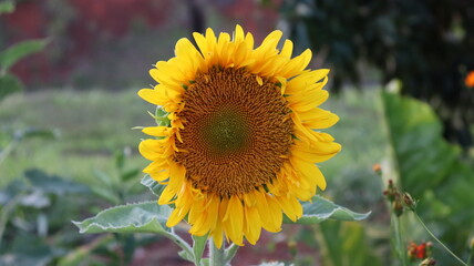 Obraz premium Flor de girassol ao entardecer. A flor que significa felicidade com o beleza e energia positiva do amarelo e laranja natural.