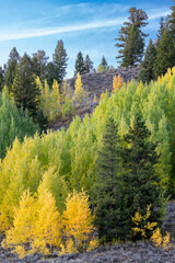 USA, Wyoming. Colorful autumn foliage, Grand Teton National Park.