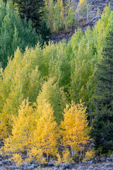 USA, Wyoming. Colorful autumn foliage, Grand Teton National Park.