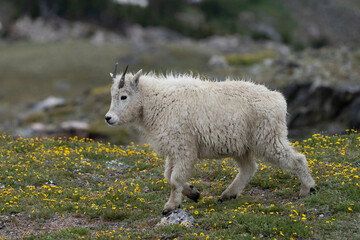 USA, Wyoming. Mountain Goat Kid, Beartooth Pass.