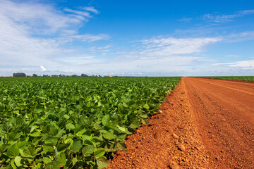 Plantação de soja do lado de uma estrada de terra.