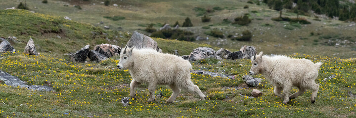 USA, Wyoming. Pair of Mountain Goat Kids, Beartooth Pass.