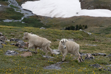 Obraz na płótnie Canvas USA, Wyoming. Pair of Mountain Goat Kids, Beartooth Pass.
