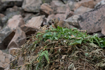 USA, Wyoming. Pika gathering vegetation, Bridger Teton National Forest.
