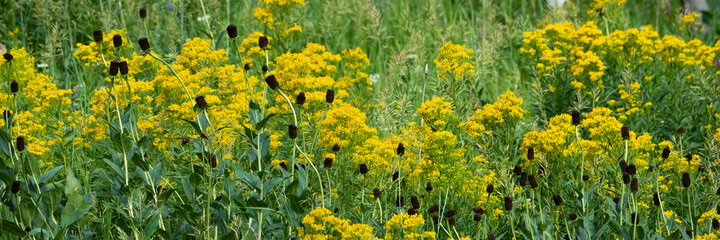 USA, Wyoming. Yellow wildflowers, Bridger National Forest.
