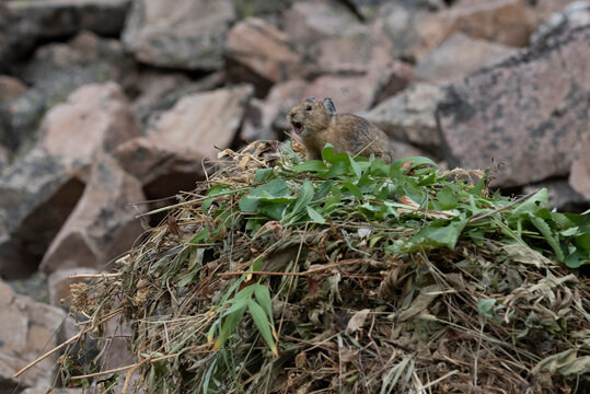 USA, Wyoming. Pika Gathering Vegetation, Bridger Teton National Forest.