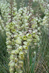 USA, Wyoming. Yucca blossoms, Bighorn Canyon National Recreation Area.