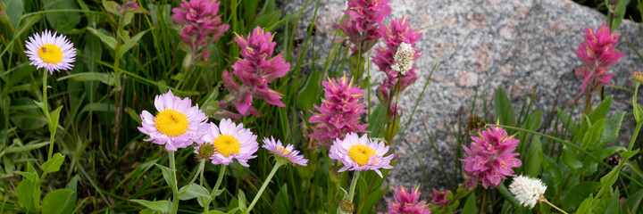 USA, Wyoming. Blooming alpine wildflowers, Beartooth Highway.