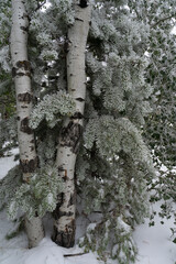 USA, Wyoming. Hoar frost on aspen and pine, Vedauwoo Recreation Area, Medicine Bow National Forest.