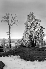 USA, Wyoming. Boulders and hoar frost covered pines, Vedauwoo Recreation Area, Medicine Bow National Forest.